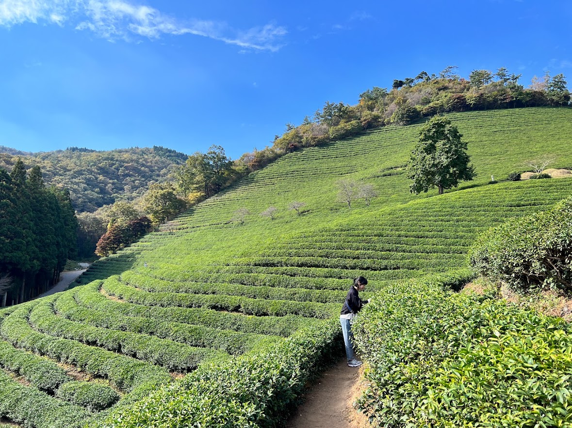 韓國光州出發 - 寶城 & 康津綠茶一日遊