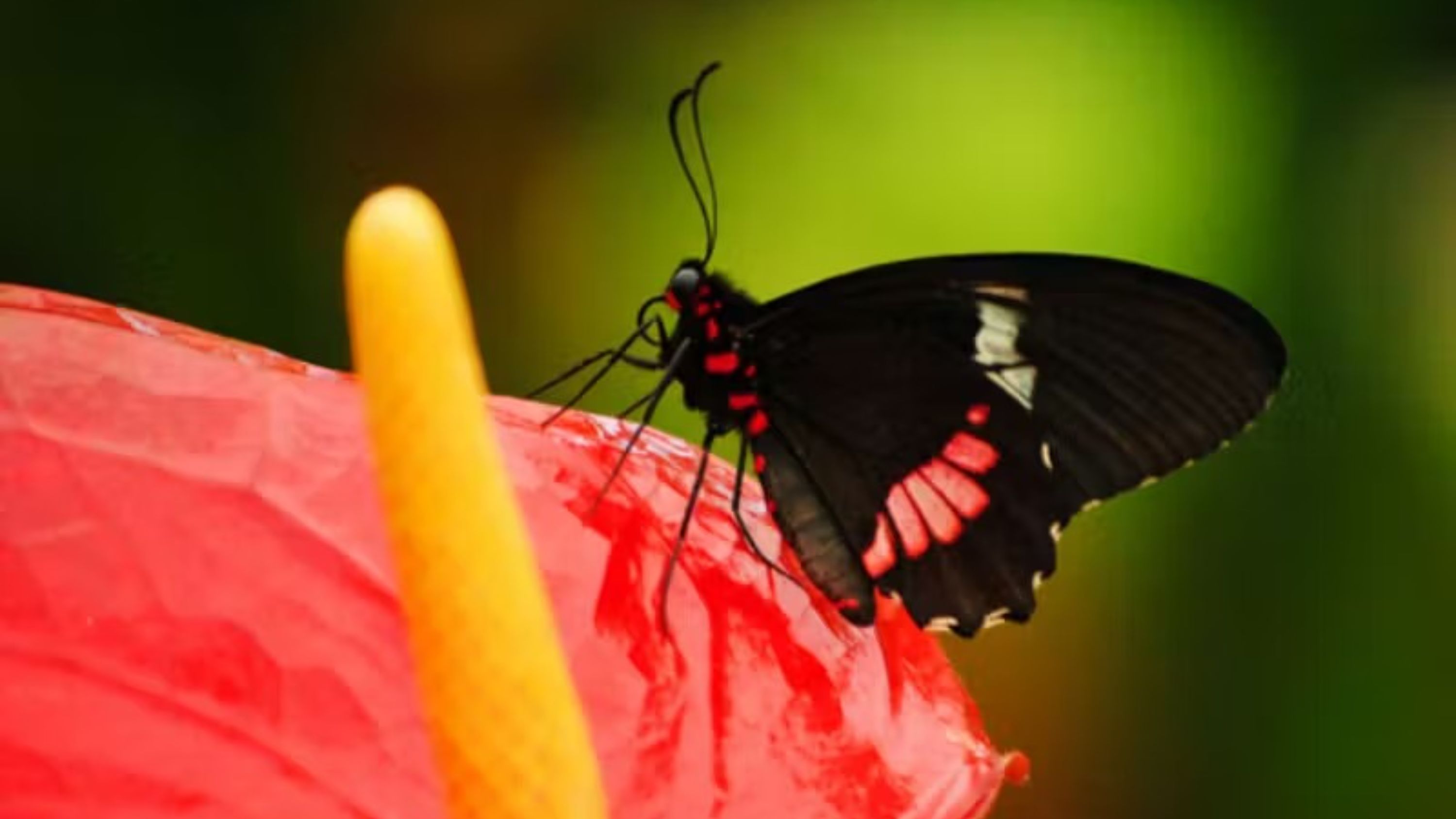 探索馬拉加最具色彩的隱藏瑰寶——貝納爾馬德納蝴蝶公園