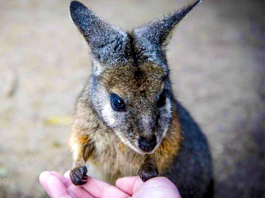 月光保護區野生動物保育公園門票