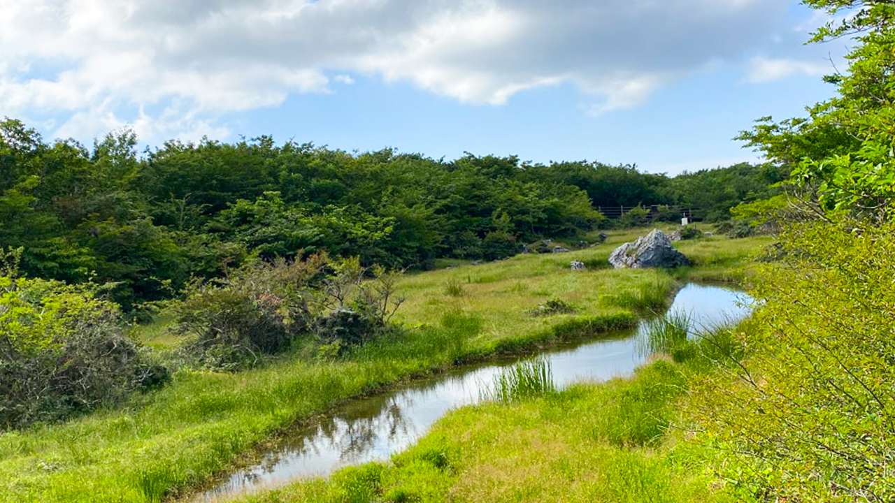 A unique highland wetland on Hallasan, where volcanic landscapes meet refreshing mountain views.