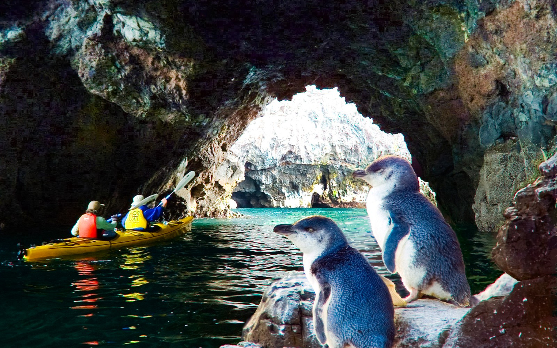 划著槳，沿著寧靜的水道前行，近距離接觸當地企鵝和野生動物。