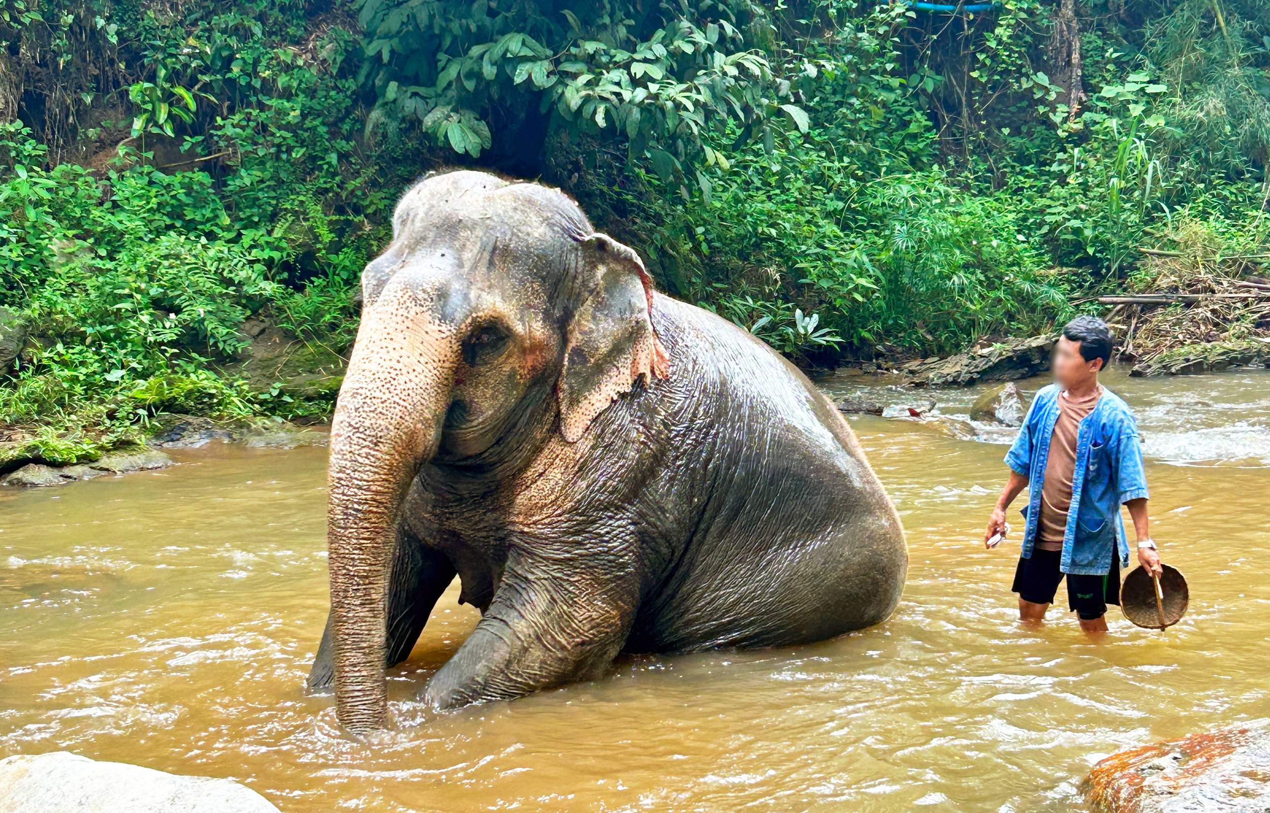 Chiang Mai Serenity: Moncham Retreat & Elephant Sanctuary Adventure