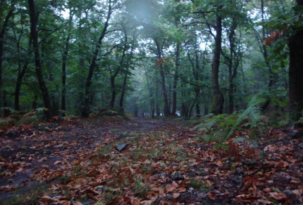 Chestnut Forest at Palaiochori