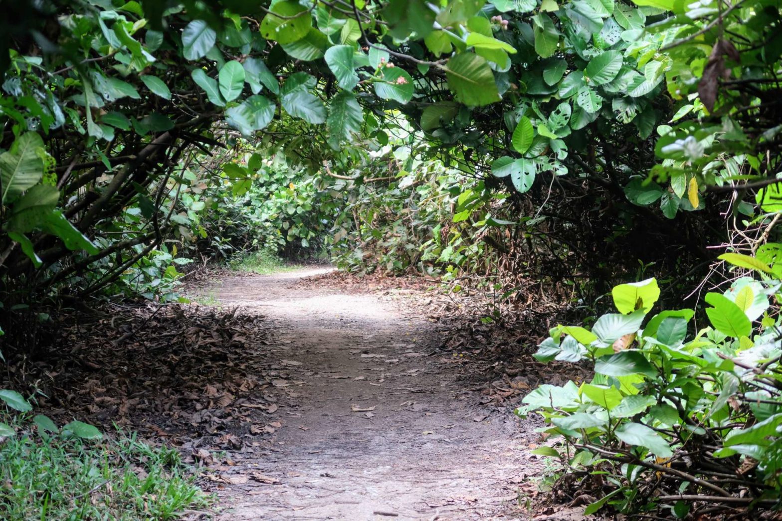 Hidden Hiking Trails in Singapore