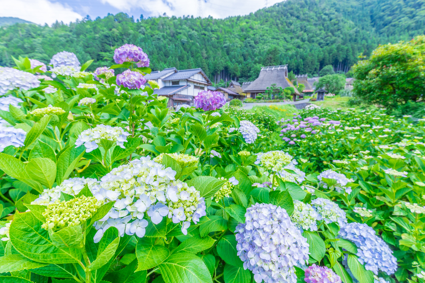 [Kyoto's Secret Gassho Village] Visit the Thatched Houses of Miyama Gassho Village + Amanohashidate Spectacular View + Ine Funaya Fishing Port + Funaya Days (Departing from Osaka)