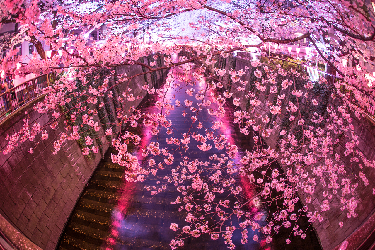 櫻花季限定-夜櫻流光・東京賞櫻探秘之旅｜新宿/上野出發