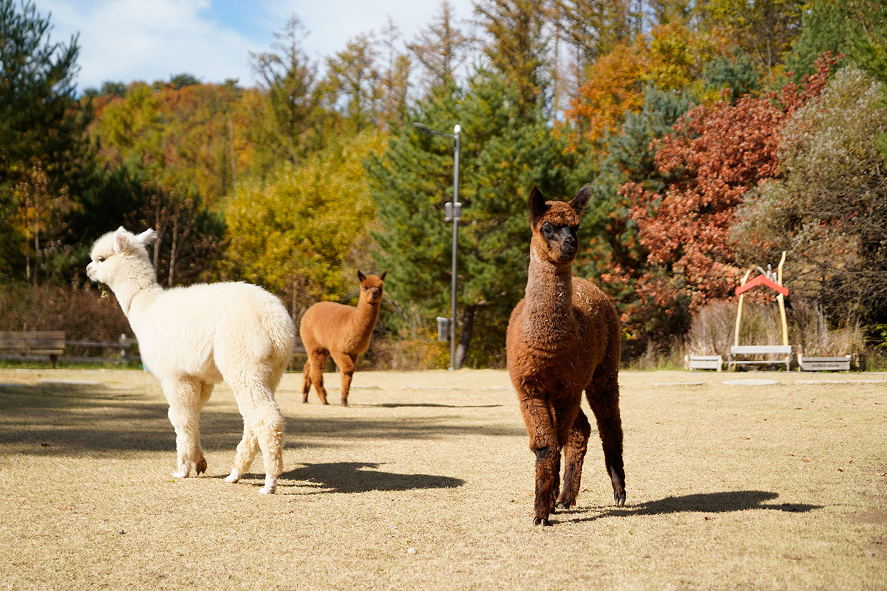 漫步在金紅交織的步道上,手持相機,隨時捕捉與可愛羊駝互動的暖心時刻。 漫步在金紅交織的步道上,手持相機,隨時捕捉與可愛羊駝互動的暖心時刻。