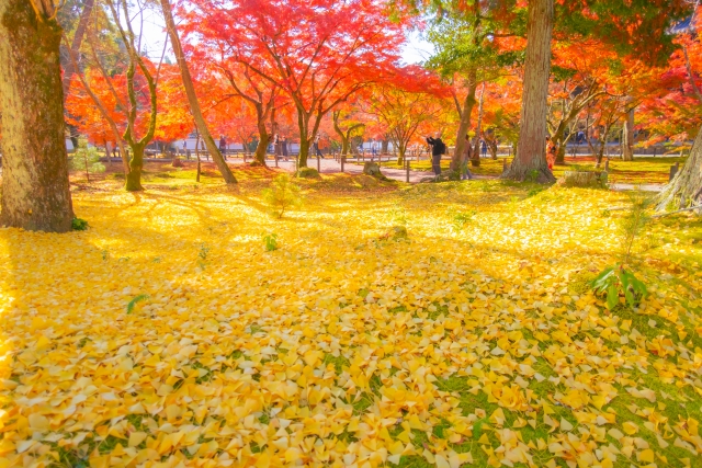 Autumn Kyoto One Day Subway Tour with Subway 1-Day Pass