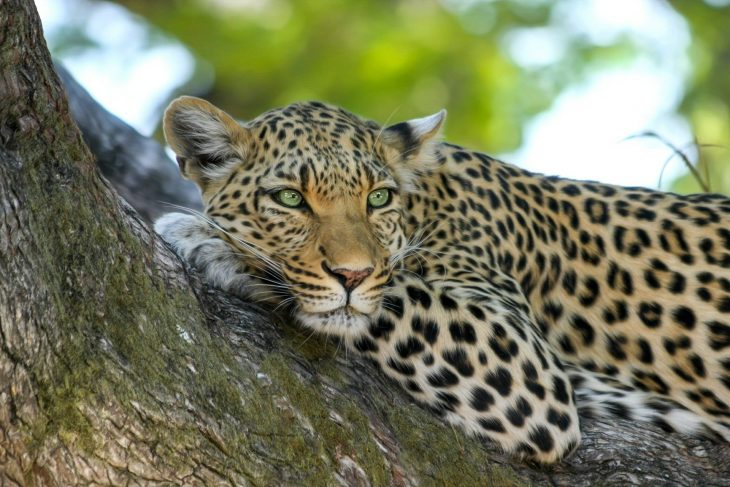 "Wild Elegance: A Leopard Commanding the Savannah"