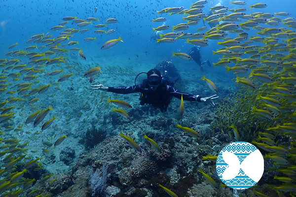 ライセンスなし トライスキューバダイビング（ピピ島 / PADI Dive Center提供）