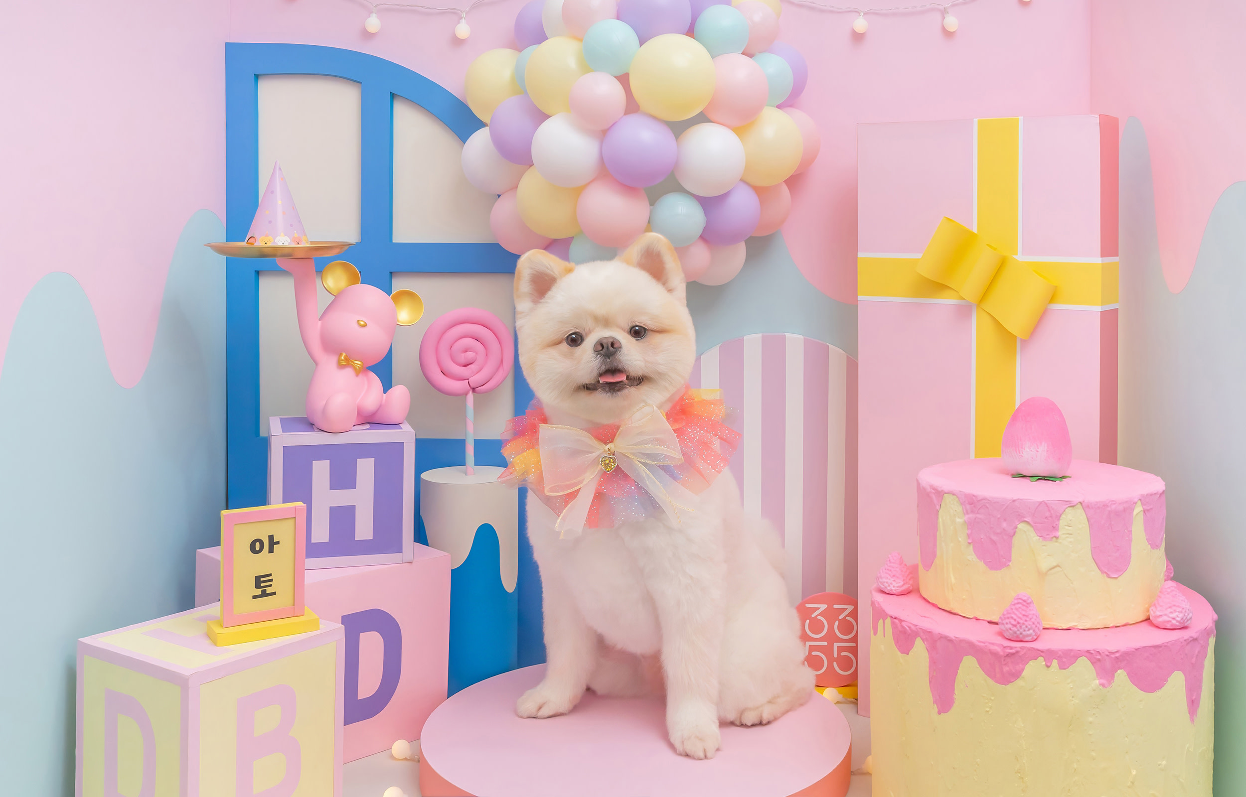 3355 Studio: Pet Photoshoot Experiences in Seoul