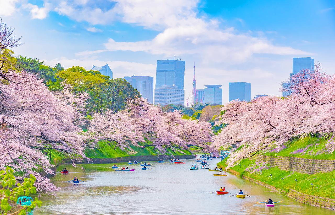 櫻花季限定-夜櫻流光・東京賞櫻探秘之旅｜新宿/上野出發