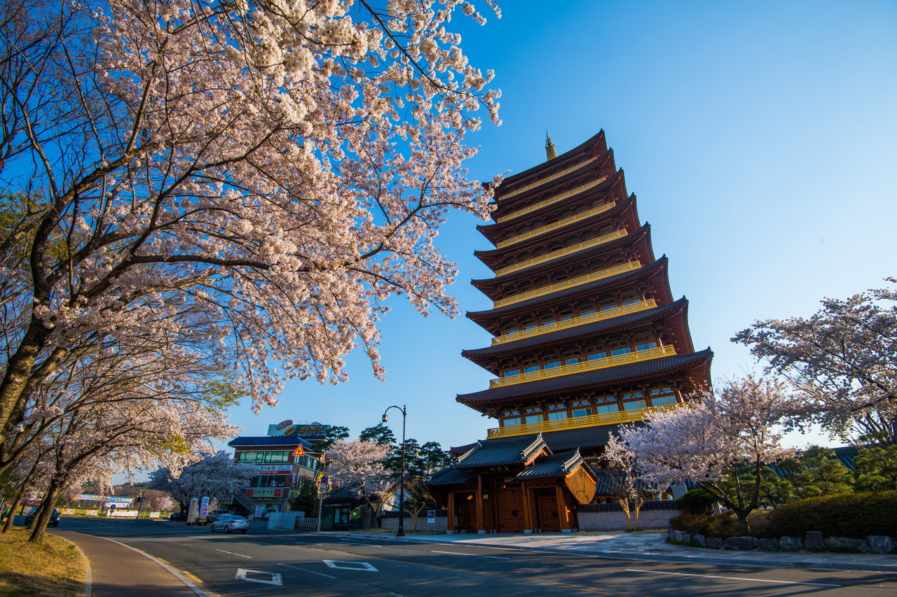 庆州赏樱一日游（釜山出发）