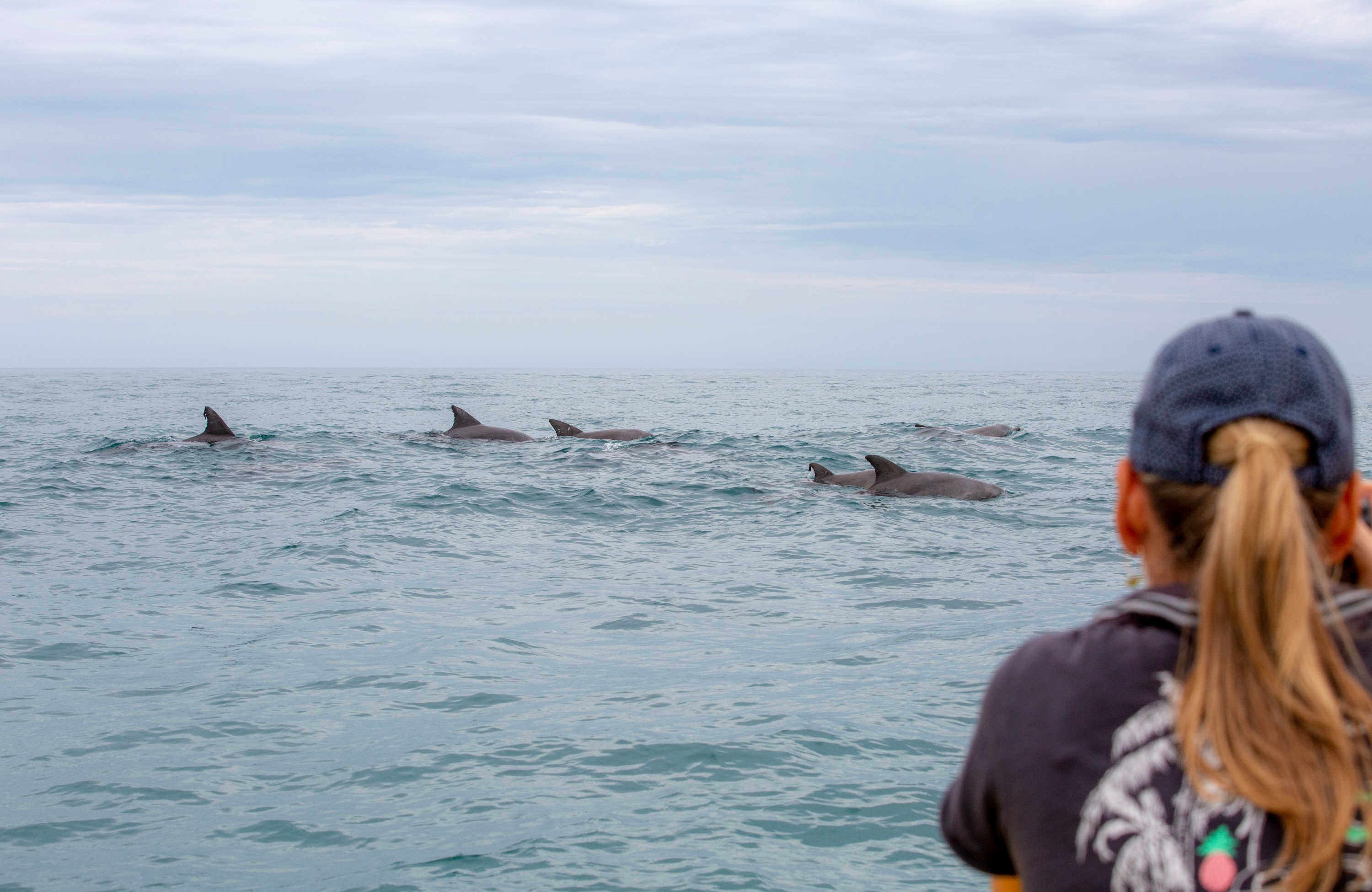 澳洲努沙海豚遊船之旅