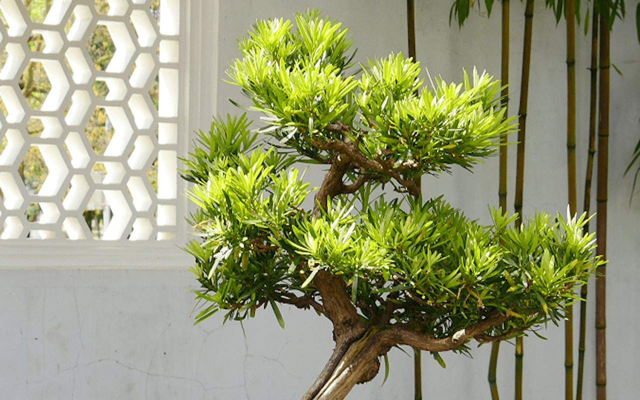 探索孫中山花園的寧靜之美與精緻細節