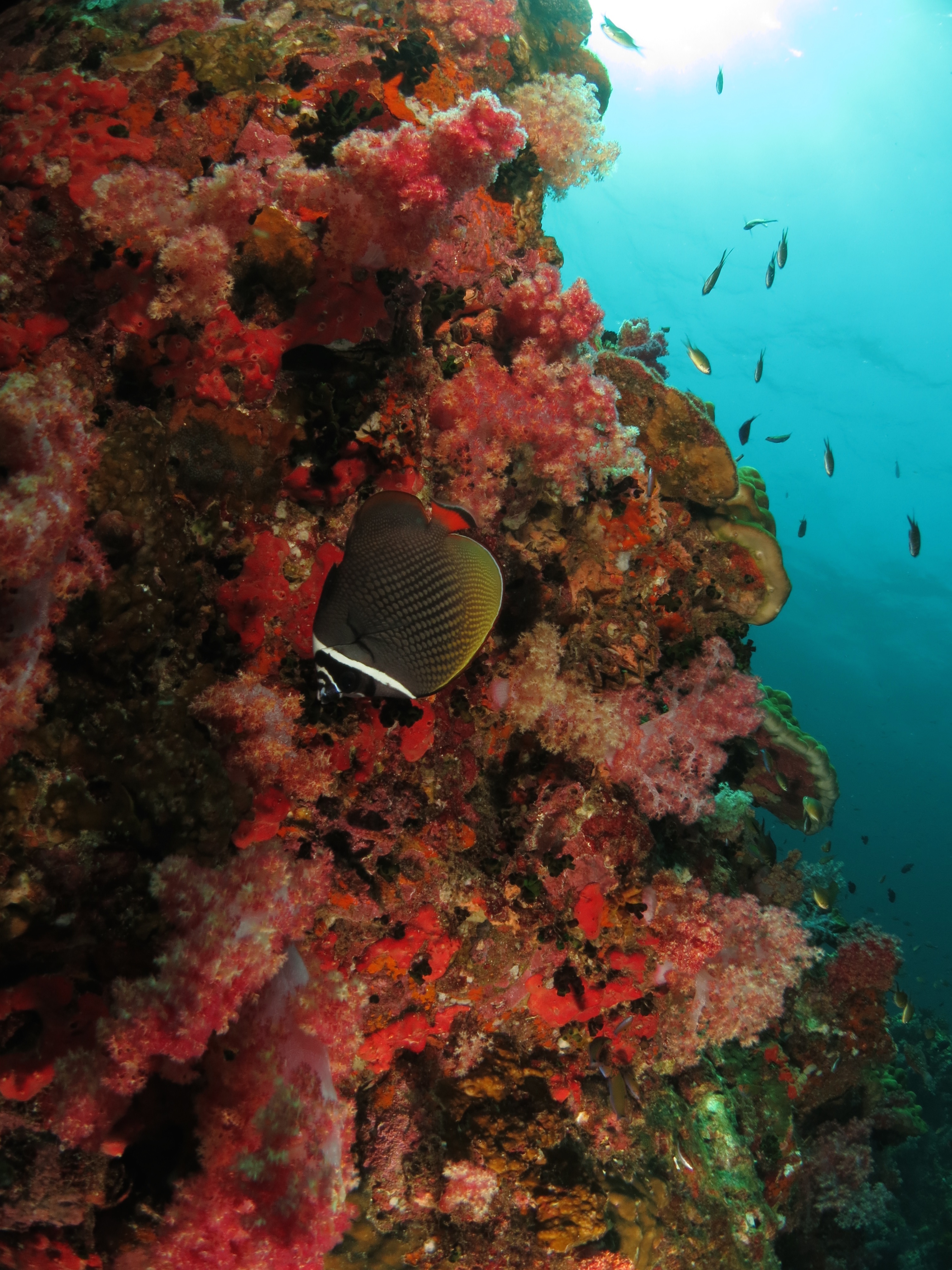 馬布島 PADI 五星潛水中心潛水一日遊