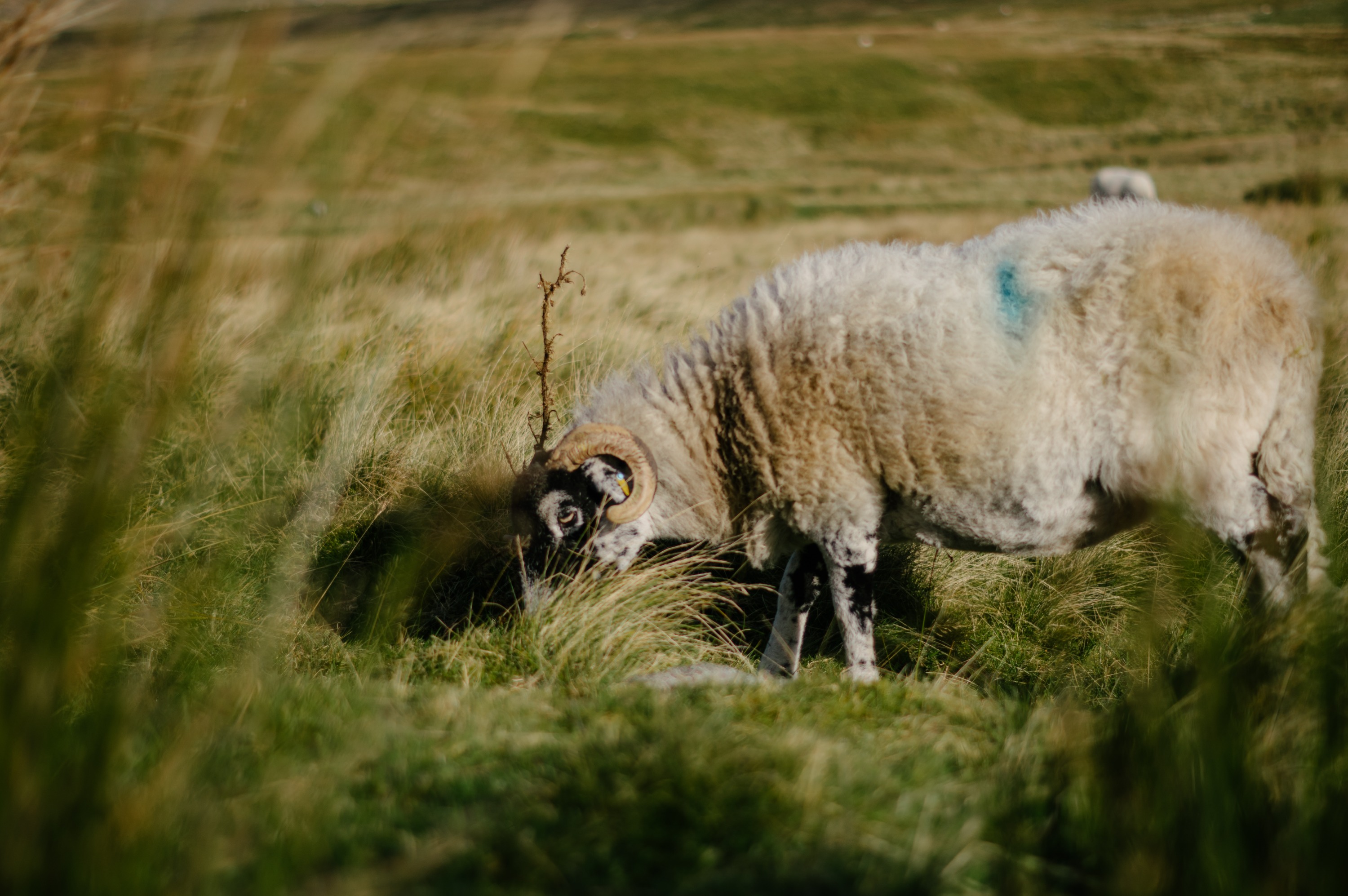 Yorkshire Dales Day Tour from York