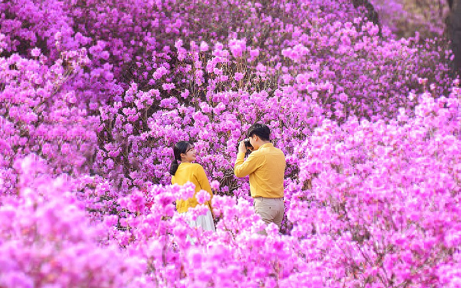 Incheon One Day Tour from Seoul: Cherry Blossoms, Luge & Rail Bike