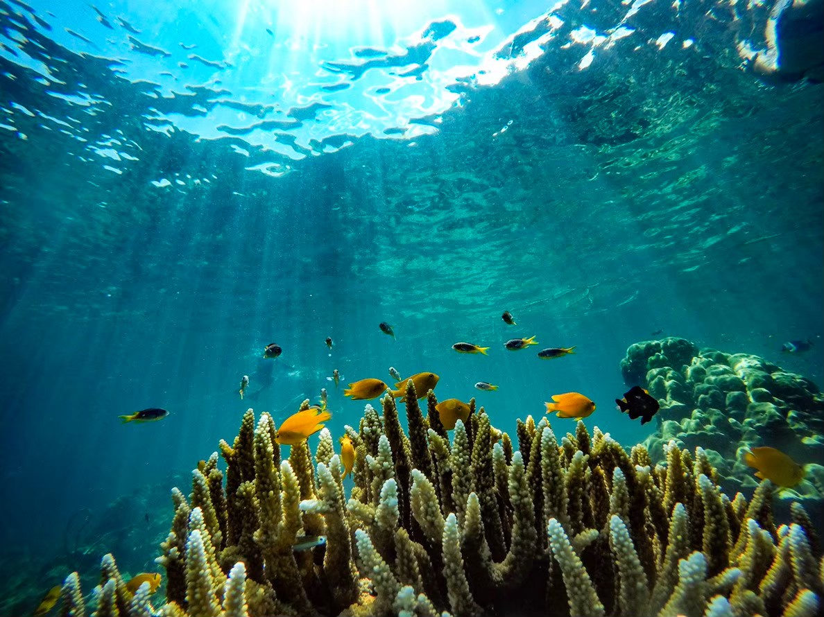 普吉島：快艇雙體船皮皮島一日遊 (Phuket: Phi Phi island Day Tour by Speedboat Catamaran)