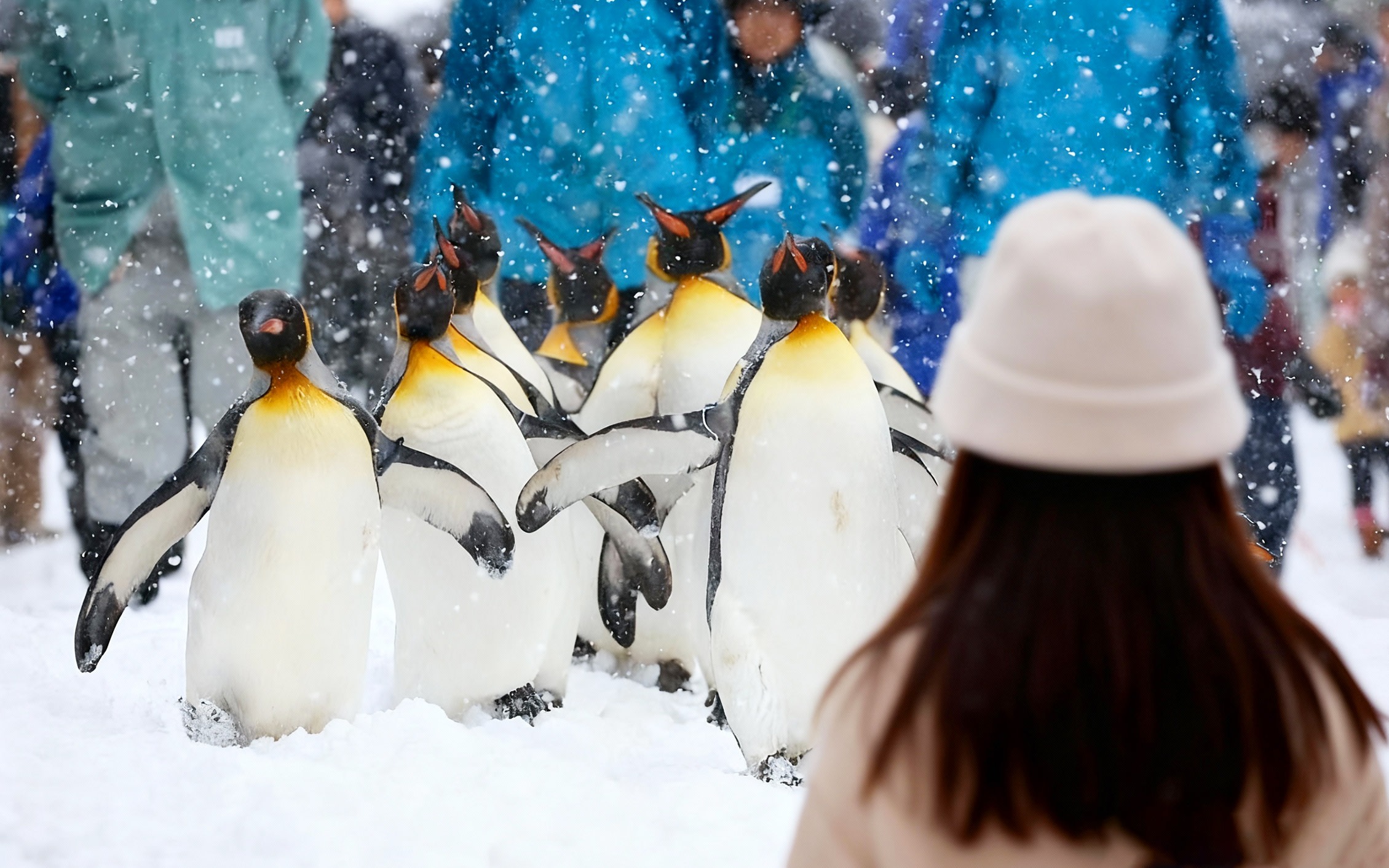 Sapporo Asahiyama Zoo and Blue Pond Day Trip