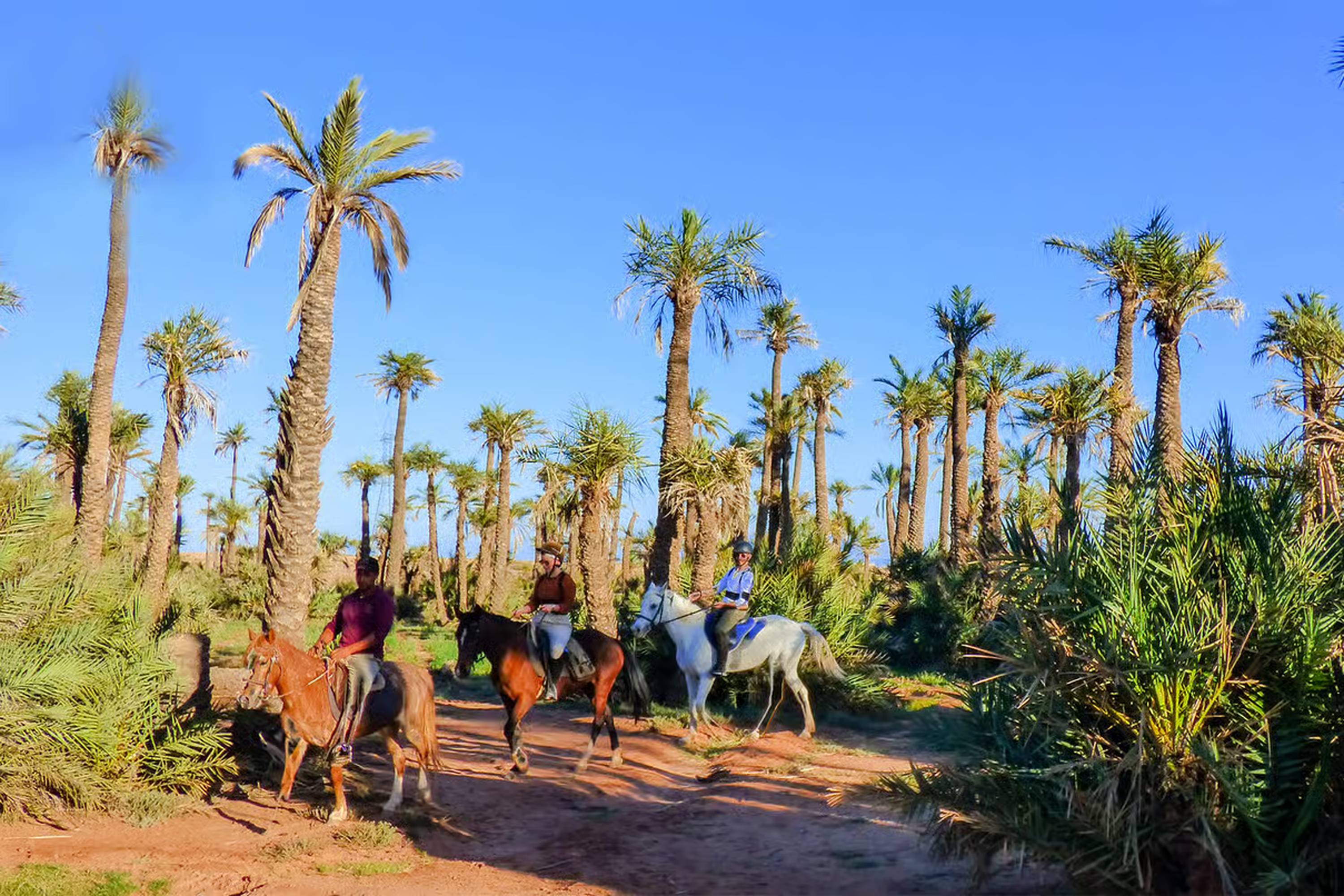 Palm Grove Horseback Riding Tour in Marrakech