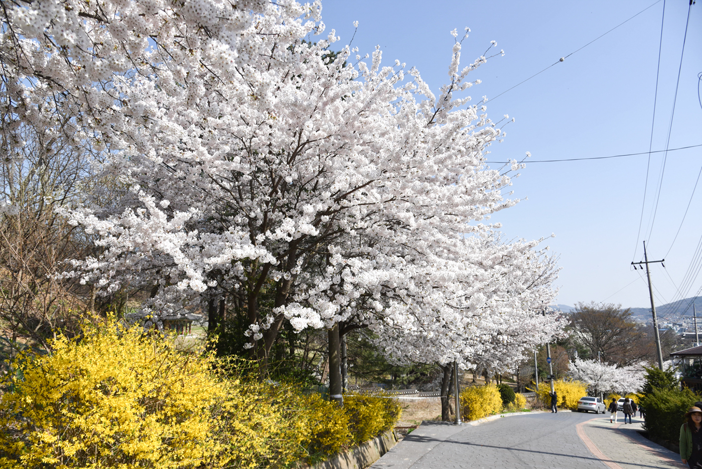 Ganghwa Cherry Blossom / Luge / Traditional Experience Day Tour