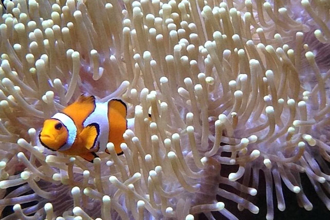 蘭薩羅特水族館門票