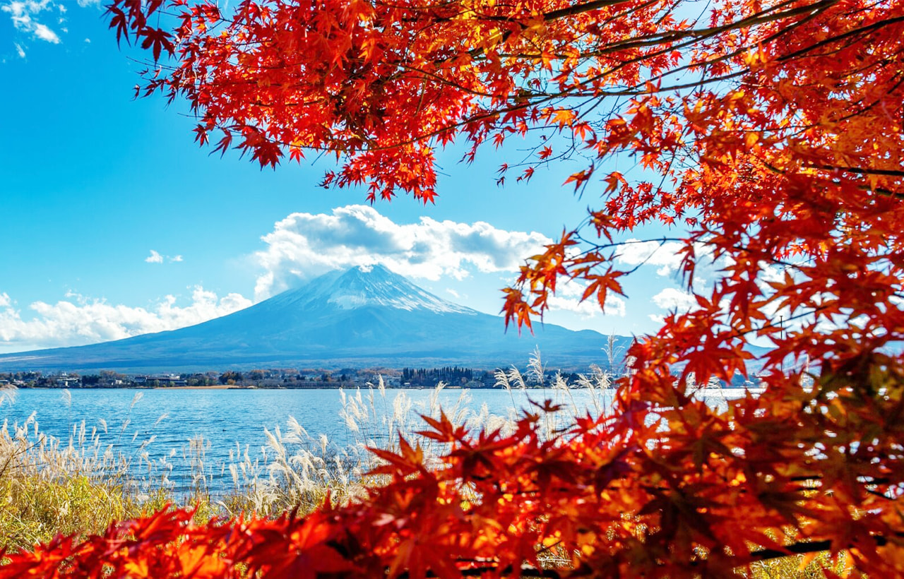 秋季限定的紅葉秘境，火紅楓葉與冠雪富士山形成震撼對比❄️。每年11月舉辦的楓葉節期間，湖畔被裝點成金色長廊✨，是捕捉富士山秋日盛景的絕佳地點📷。