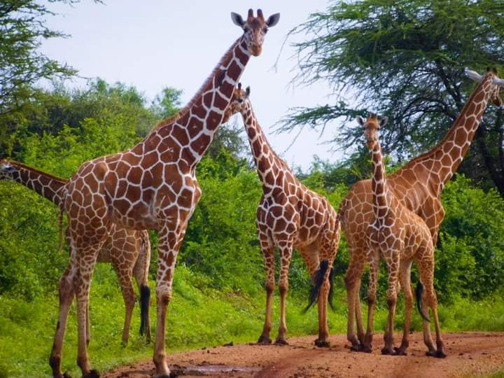 3日安博塞利野生動物園：邂逅非洲五霸