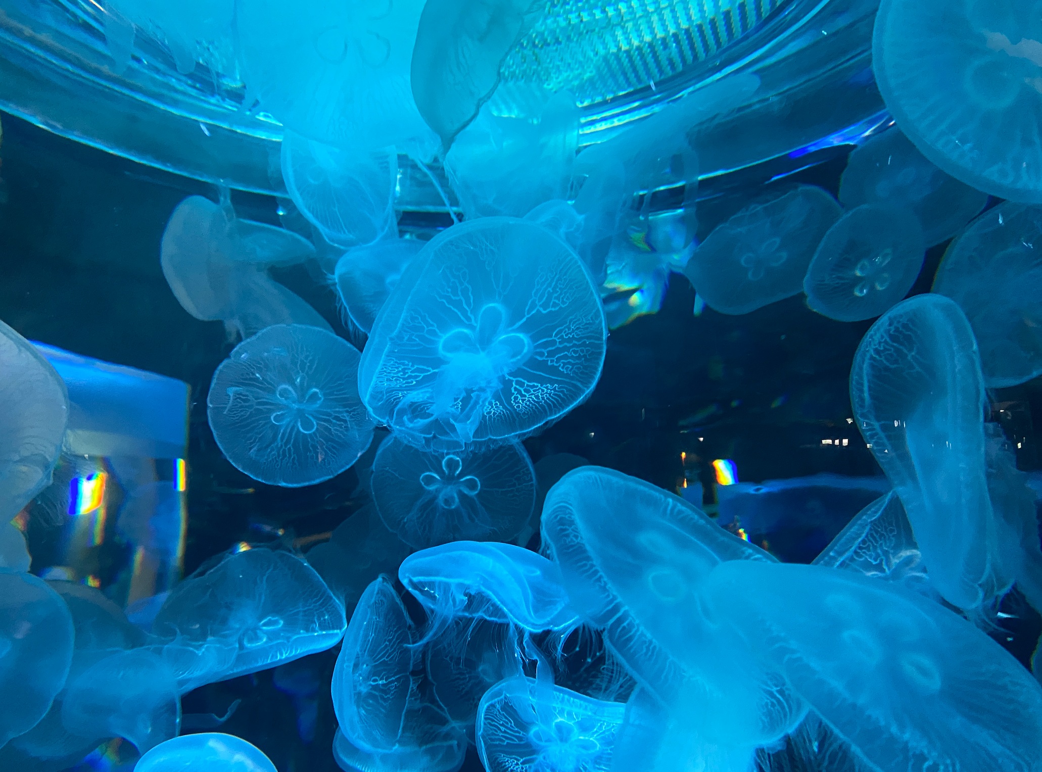 桃園：Xpark水族館＆華泰名品城＆大溪老街(含門票)