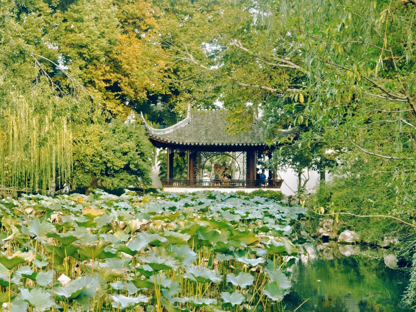 The Humble Administrator's Garden is located at No. 178, Northeast Street, Loumen, Suzhou City. It is a representative of Jiangnan gardens and the largest classical landscape garden in Suzhou gardens. It was first built by Wang Xianchen in the Ming Dynast