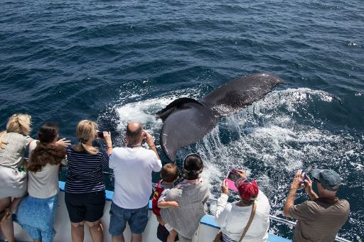 Davey's Locker Whale Watching Cruises in Los Angeles