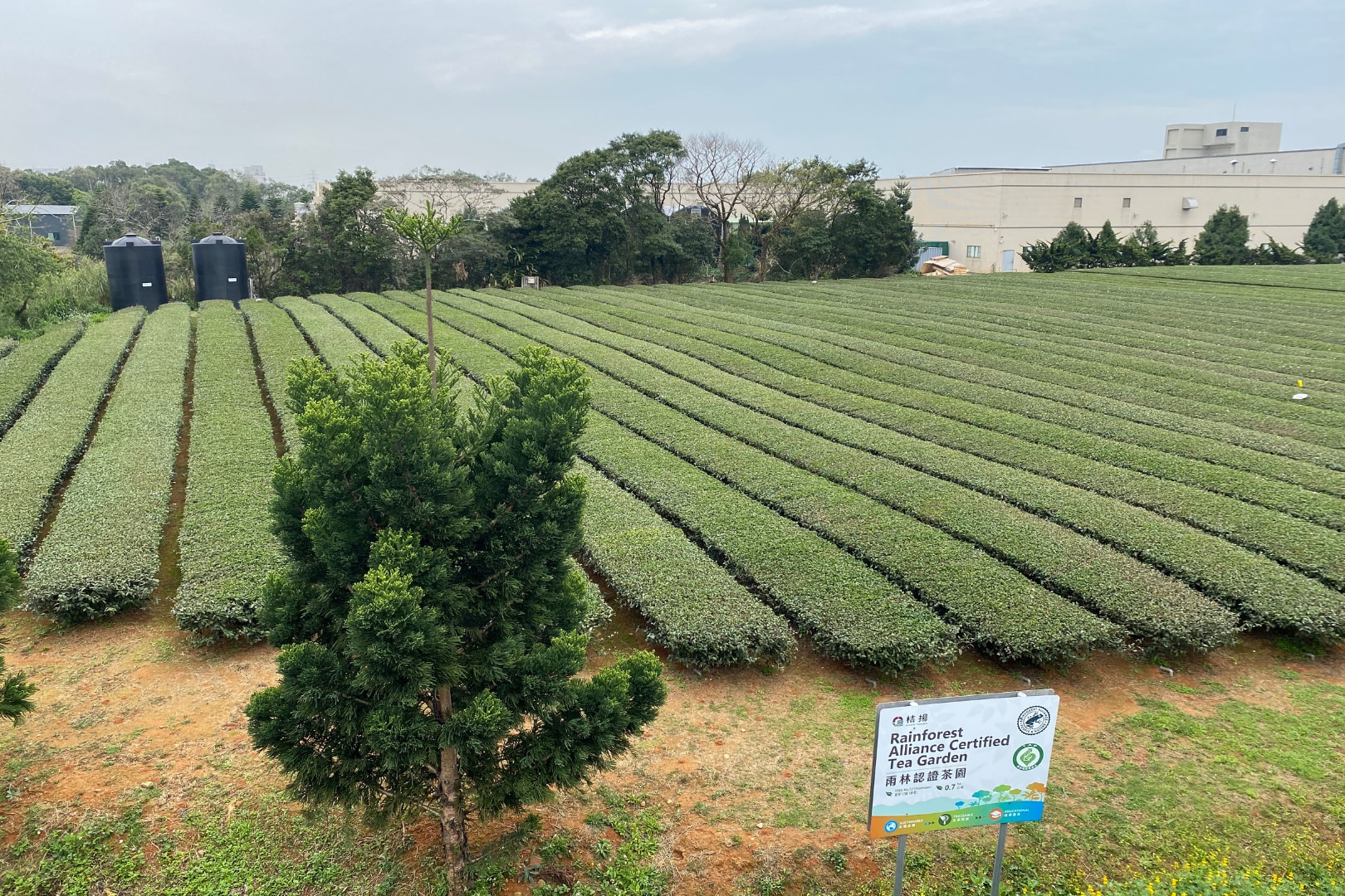 Yongan Fishing Harbor & 臺灣客家茶文化館文化 & 博物館一日遊