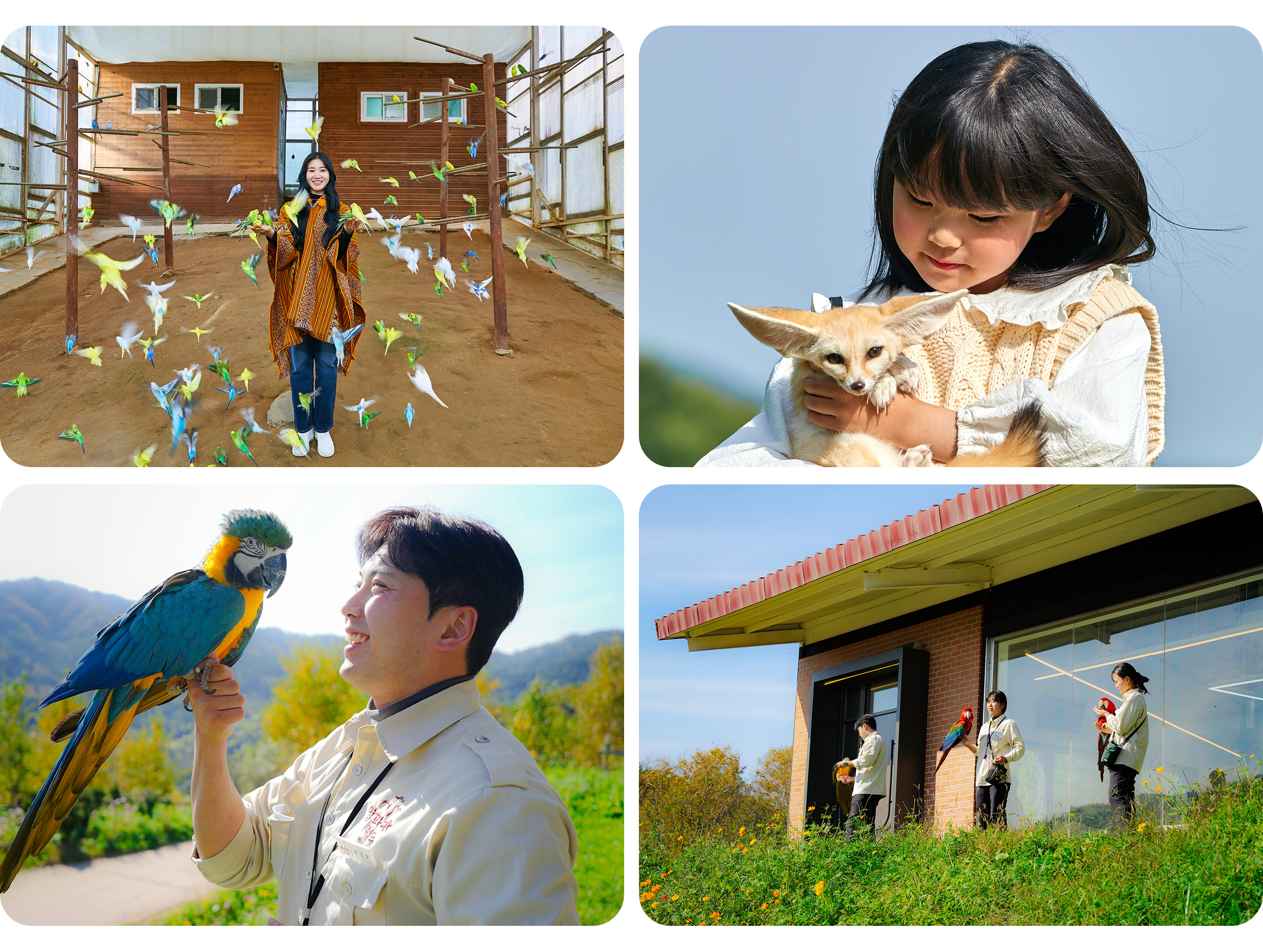 近距離接觸迷人的動物們,包括耳廓狐、兔子、水豚、各式各樣的鳥類,以及更多可愛小動物。 近距離接觸迷人的動物們,包括耳廓狐、兔子、水豚、各式各樣的鳥類,以及更多可愛小動物。