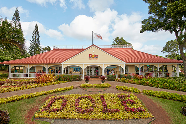 在 Dole Plantation 的菠蘿迷宮中穿梭時，品嚐當地種植的菠蘿的味道