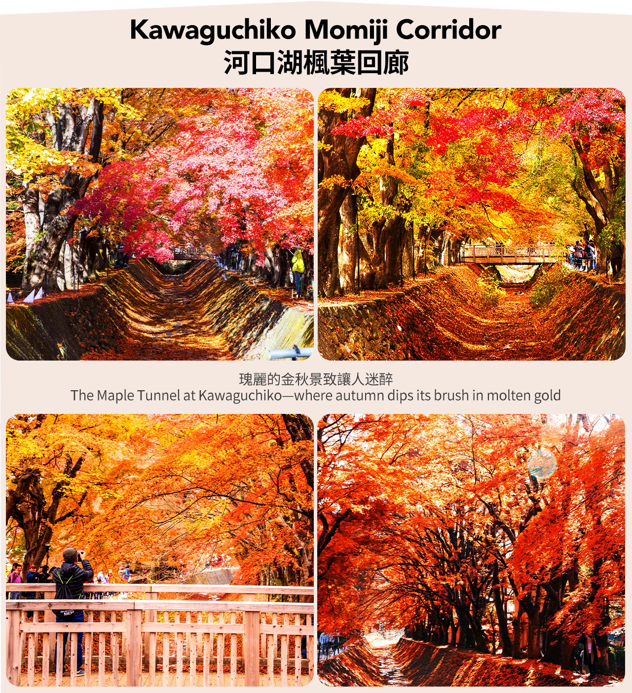 Kawaguchiko Maple Corridor (October 26-November 20) - Stroll under the maple tunnel, surrounded by flaming maple leaves, and feel the strong autumn romance