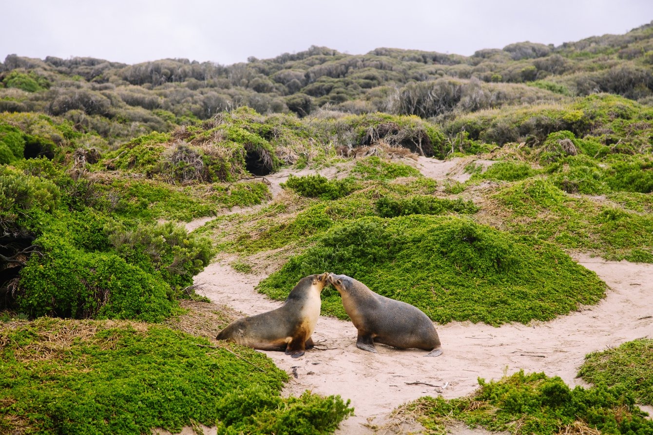 2 天袋鼠島野生動物探險