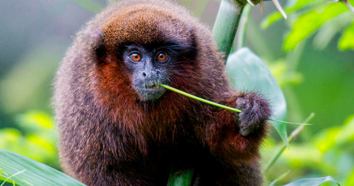 Cusco Manu Amazon Tours 6 Days