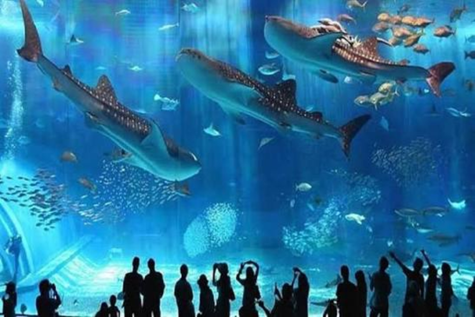 Впечатления от морской жизни в Большом аквариуме Хургады
