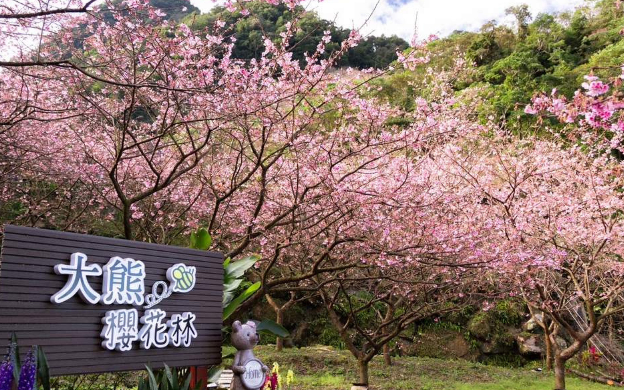 Sanxia Great Bear Cherry Blossom Forest/Sanxia Zushi Temple/Sanxia Old Street Day Trip