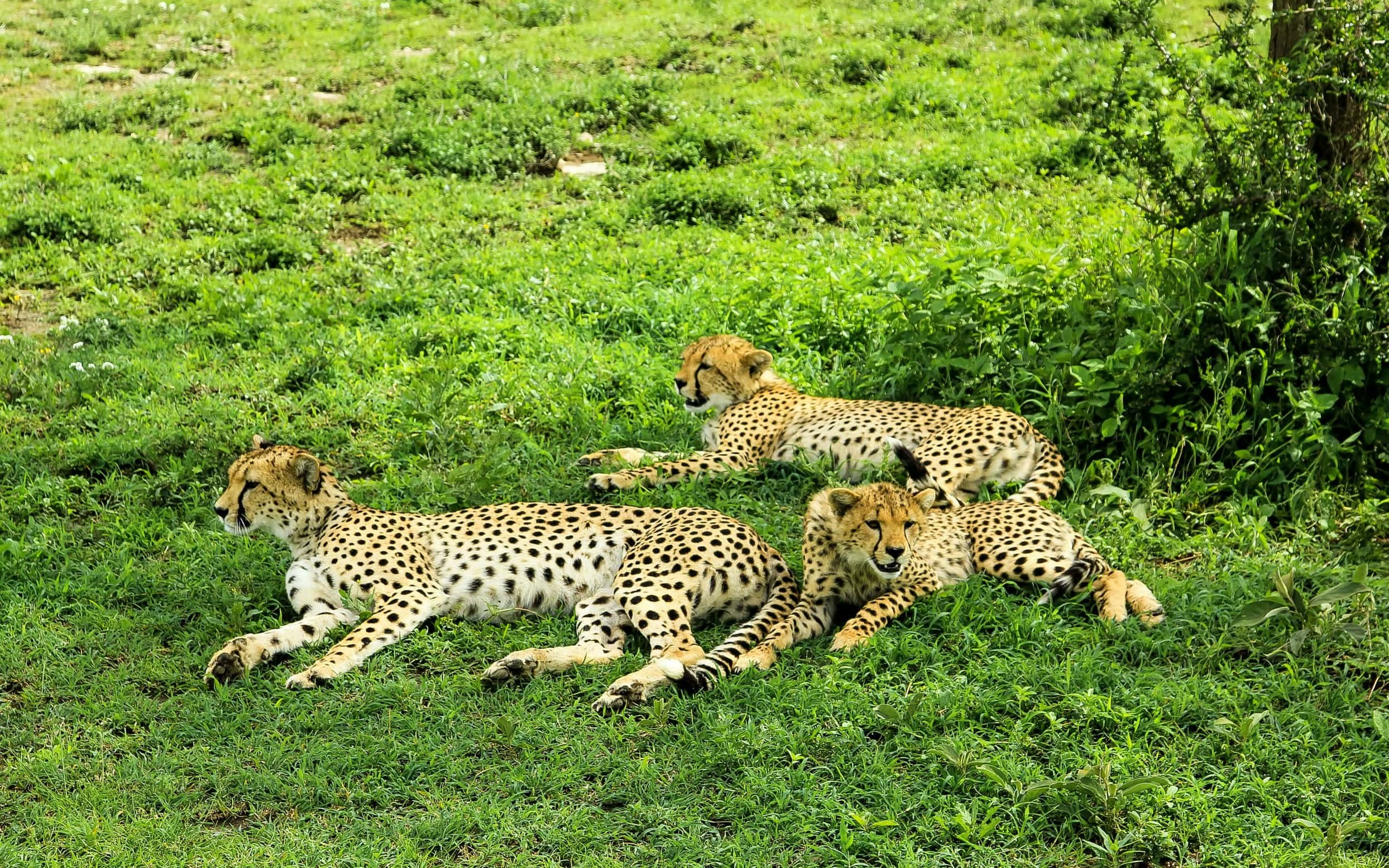 Serengeti & Ngorongoro 3-Day Wildlife Safari Experience