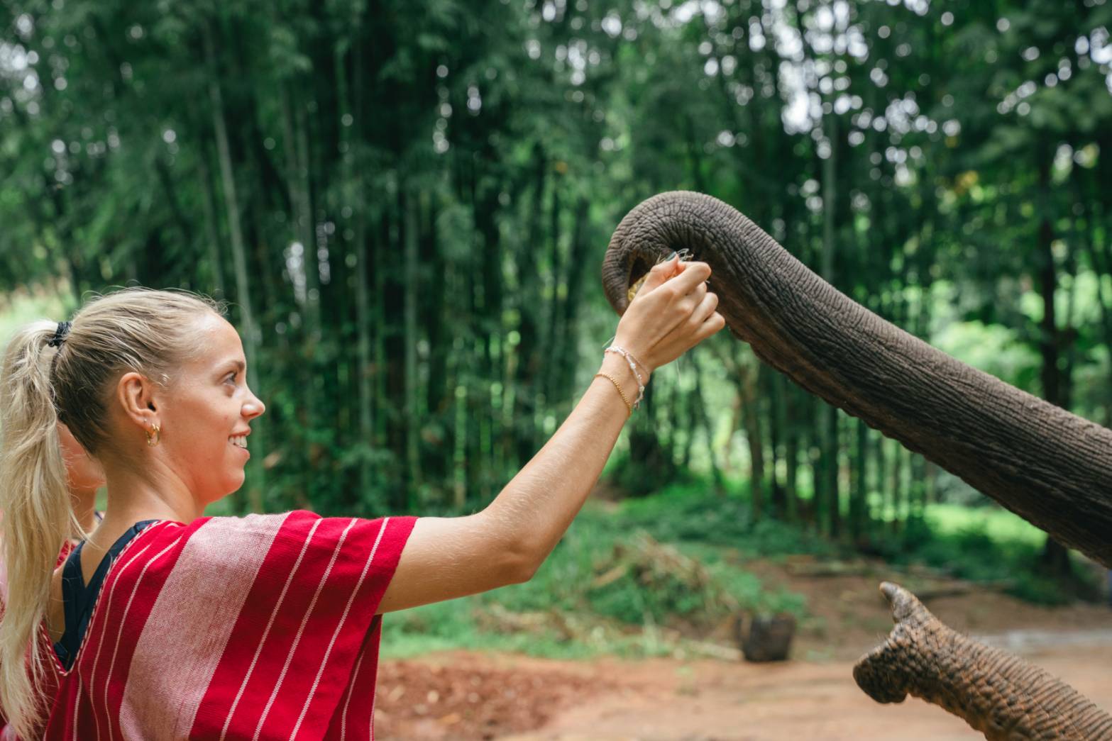 與克喬大象生態公園（Kerchor Elephant Eco Park）可愛的大象見面，並餵食和玩耍