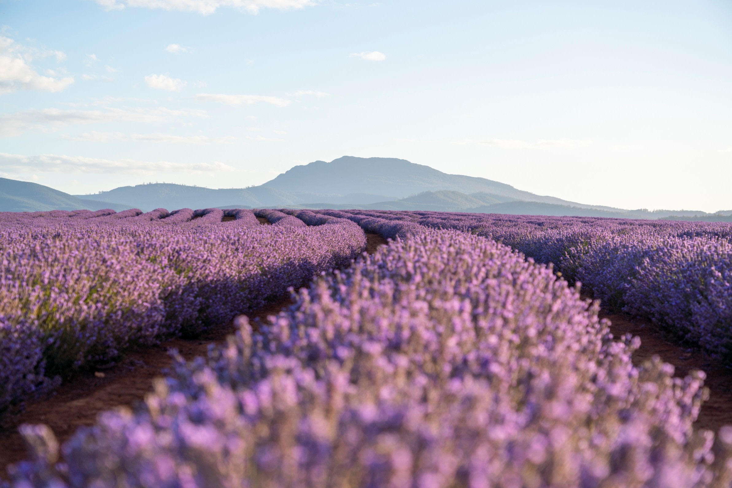 Hobart Mount Wellington & Port Arthur Full-Day Tour