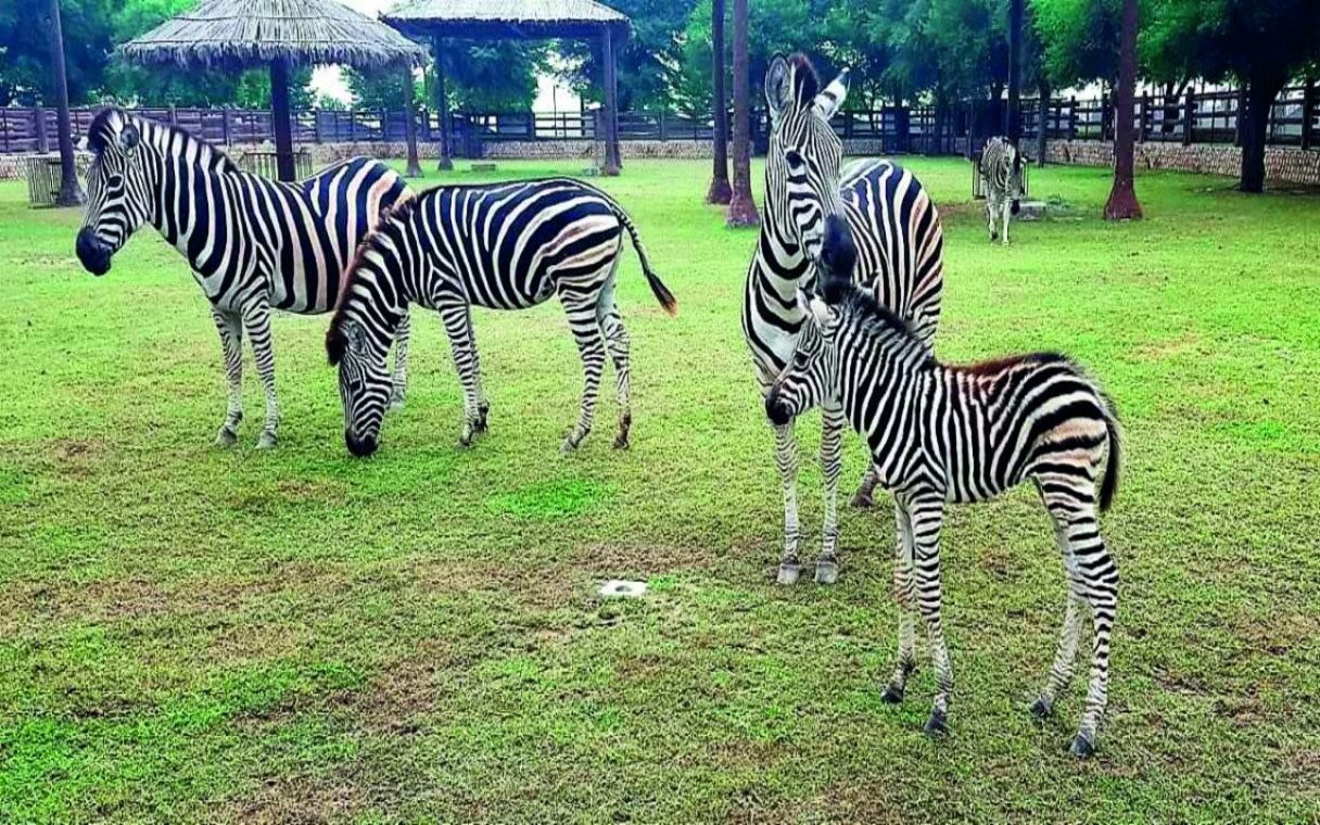 Al Khor Family Park & Zoo Full-Day Historical Tour