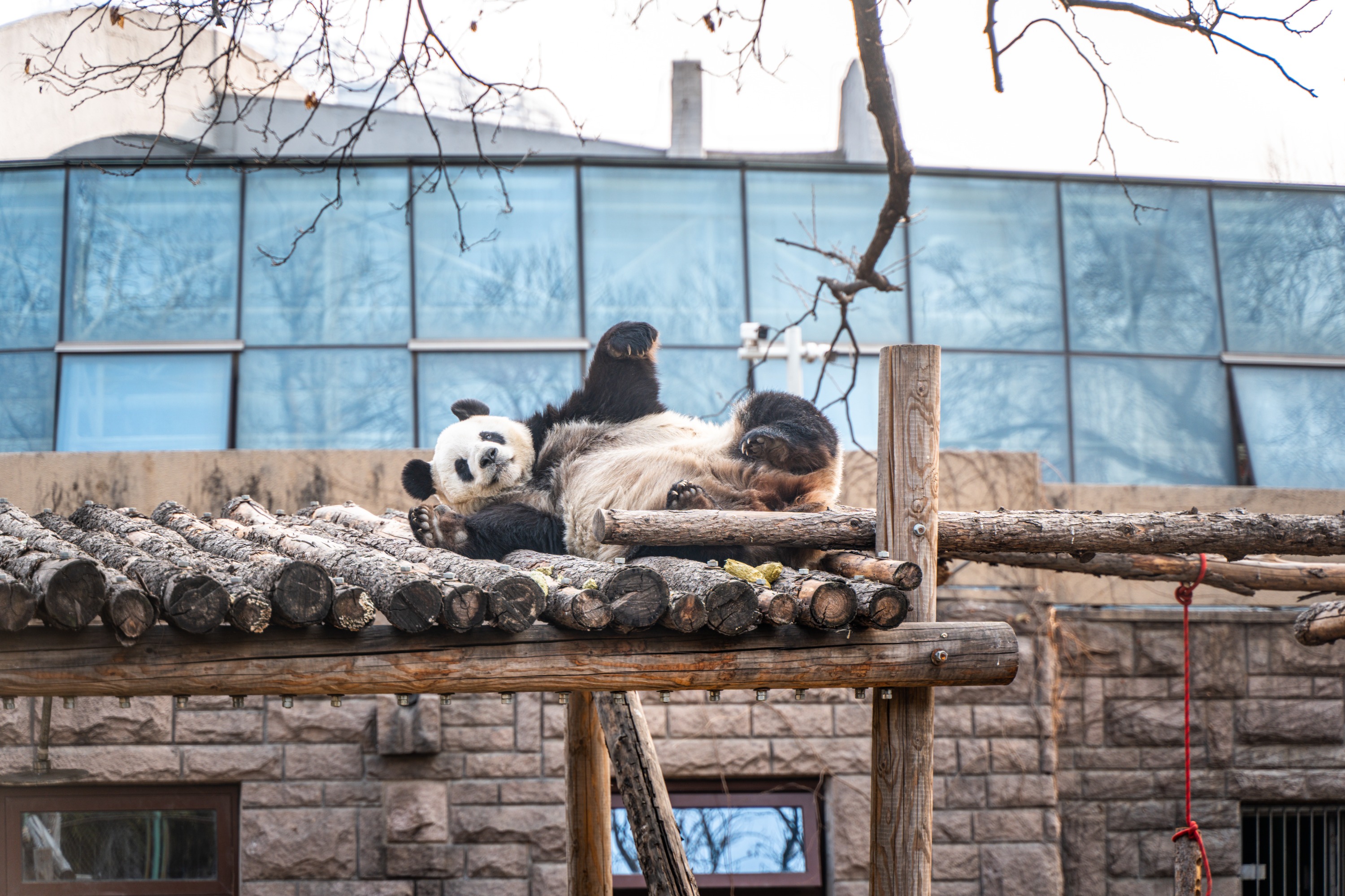 北京動物園&首都博物館 包車遊覽