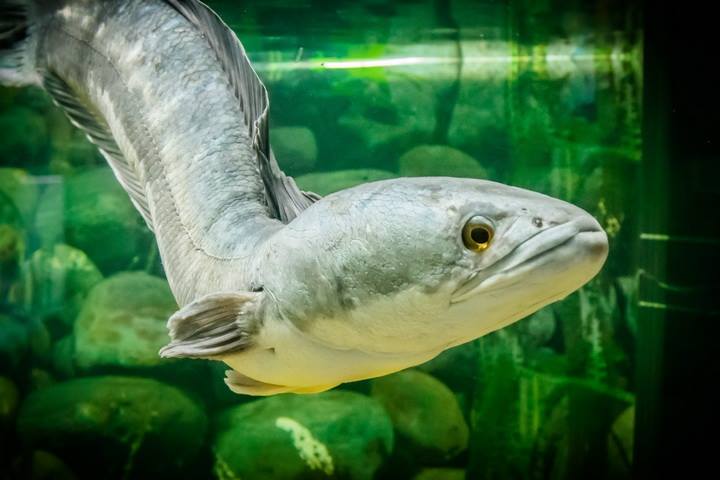 芭提雅怪物水族館門票