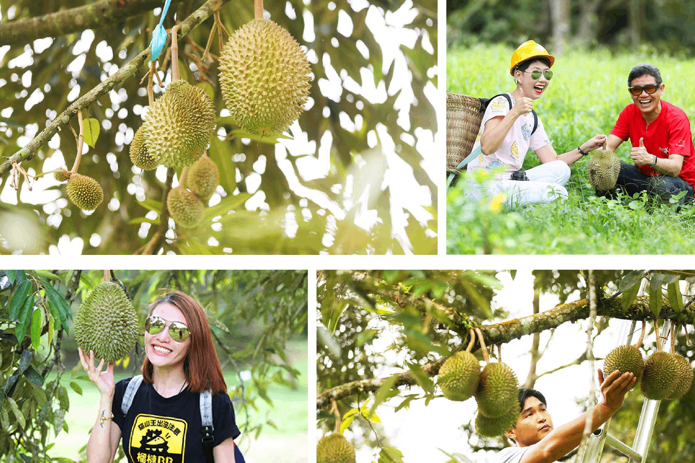 DurianBB Academy Tickets in Selangor 