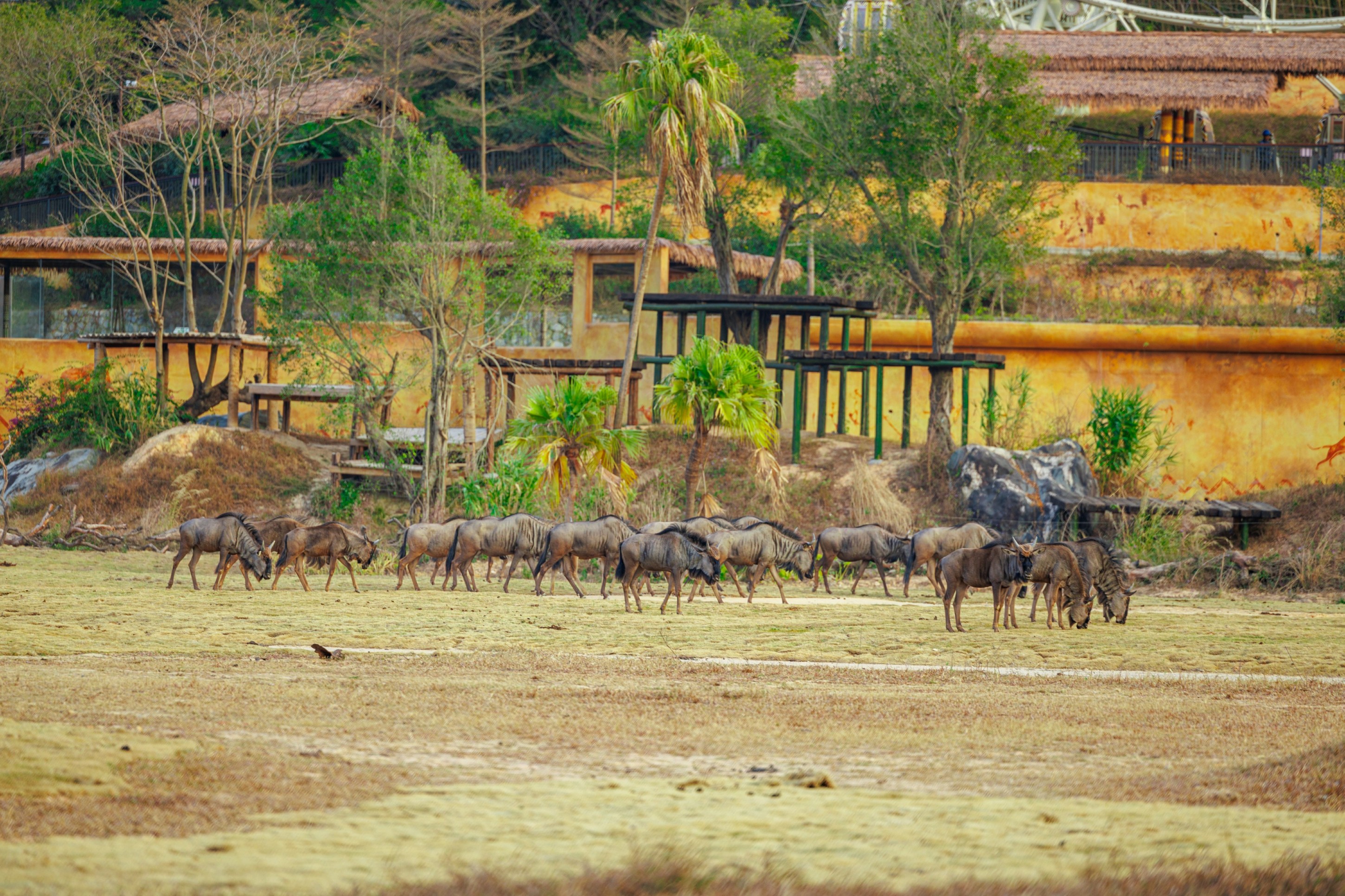 [China Railway Tour] 2-Day Qingyuan, Guangdong Tour (Departure from Shenzhen/Guangzhou + Chimelong Qingyuan Forest Resort + Qingyuan Forest Kingdom + Meilin Lake GEODE Hotel + Water Park)