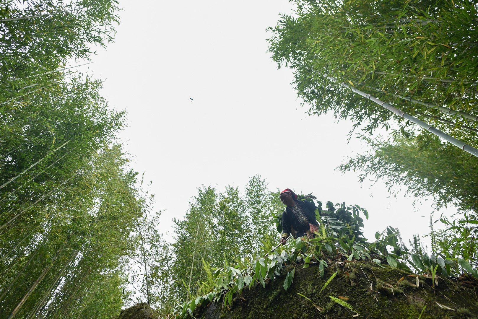 沙巴：紅瑤族草藥足浴和採葉之旅