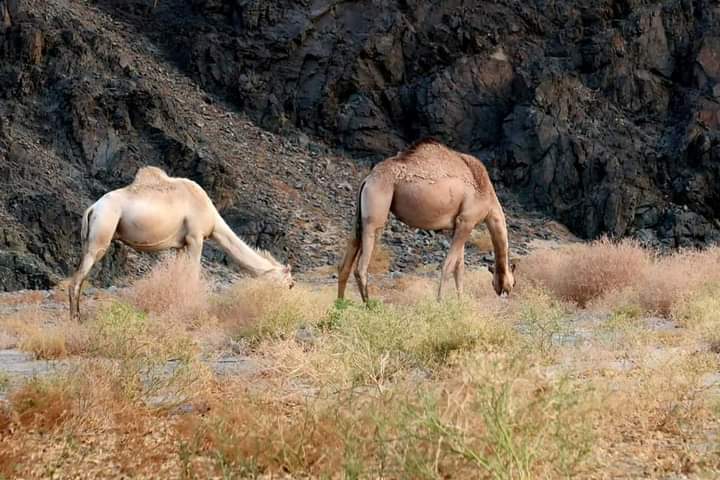 瑪薩阿拉姆超級沙漠探險：四輪摩托、吉普車、駱駝騎行和晚餐派對